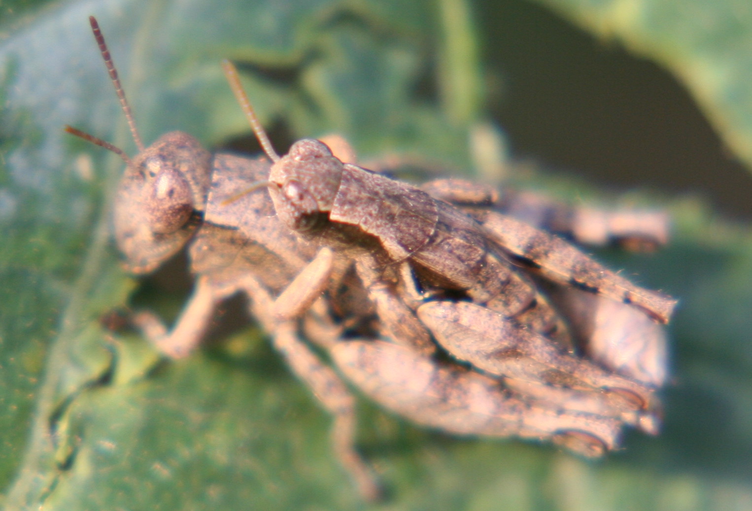 Pezotettix giornae e Leptophyes laticauda